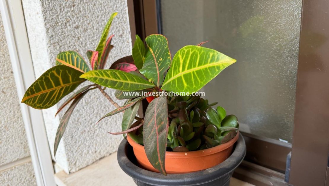 Försäljning - Lägenhet - Orihuela Costa - Las Ramblas Golf