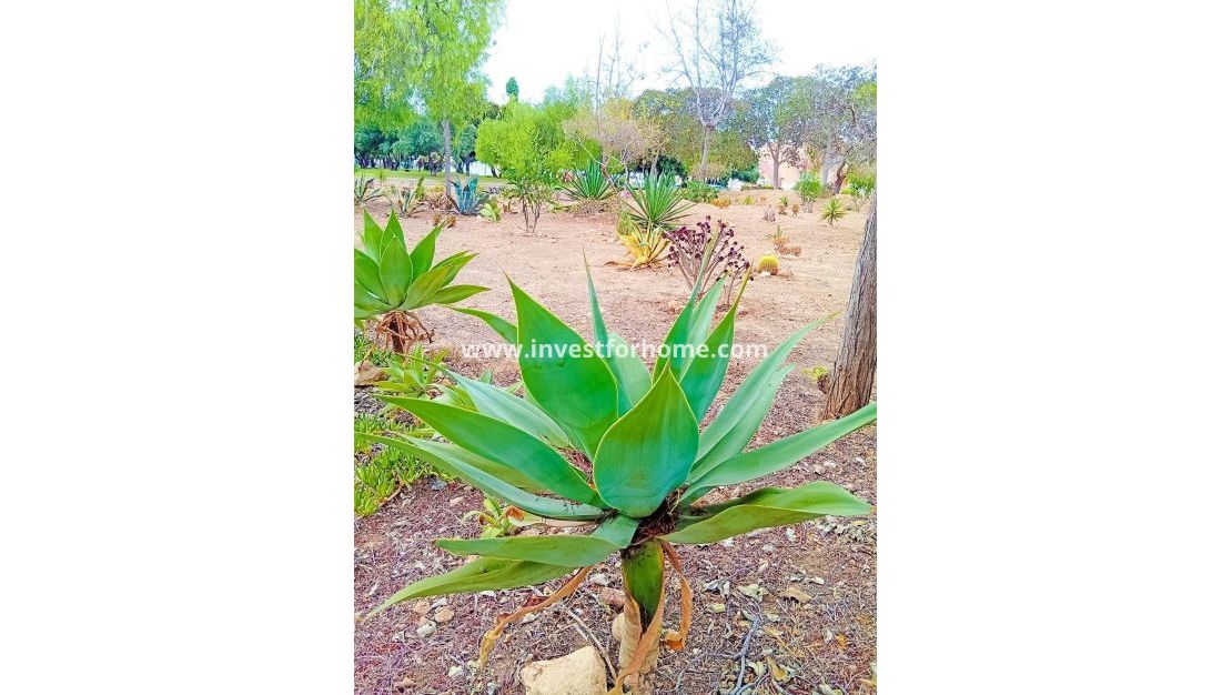 Försäljning - Lägenhet - Orihuela Costa - Playa Flamenca