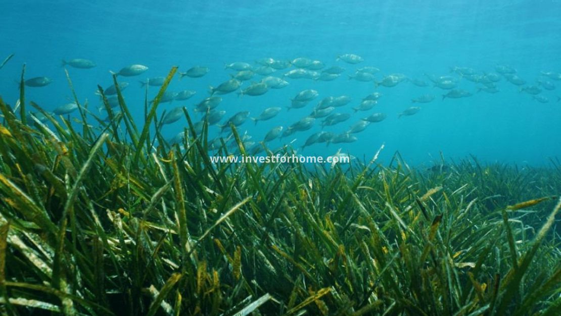 Nieuwbouw - Villa - Benissa - Racó del Galeno