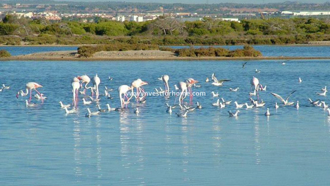 Nybyggnad - Villa - San Pedro del Pinatar - San Pedro del Pinatar pueblo