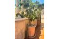 Reventa - Chalet - Orihuela Costa - Lomas De Cabo Roig