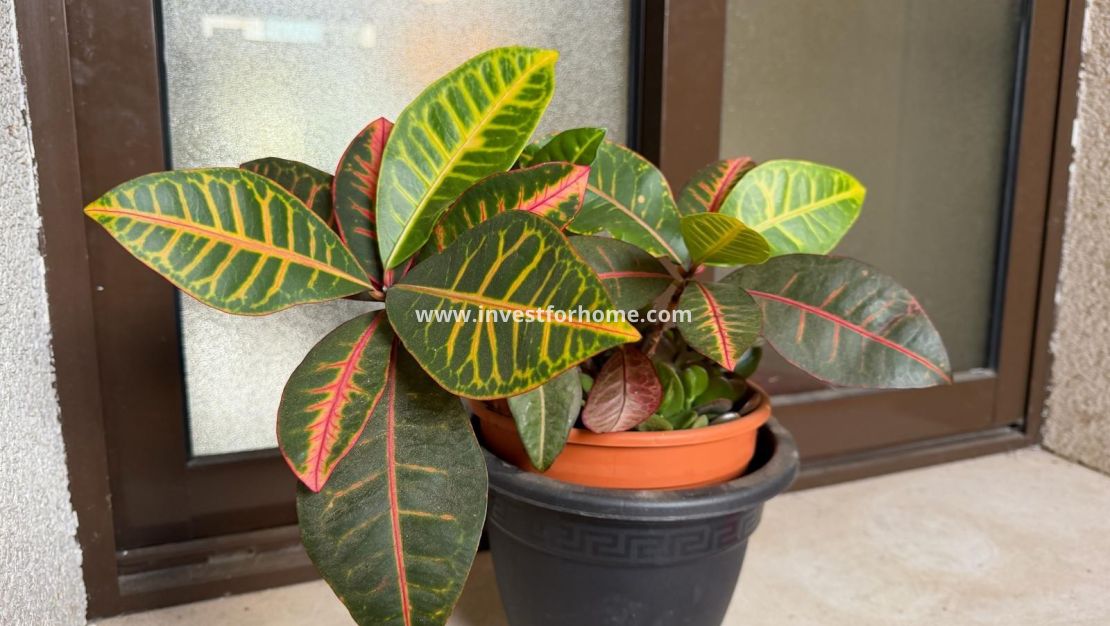 Sale - Apartment - Orihuela Costa - Las Ramblas Golf