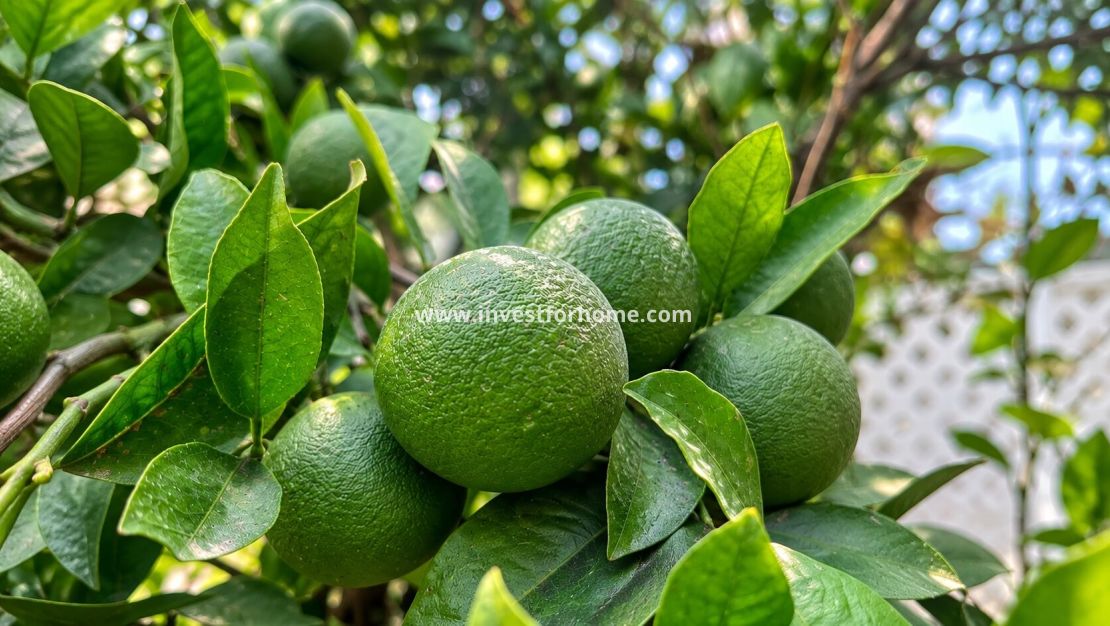 Sale - Apartment - Orihuela Costa - Punta Prima