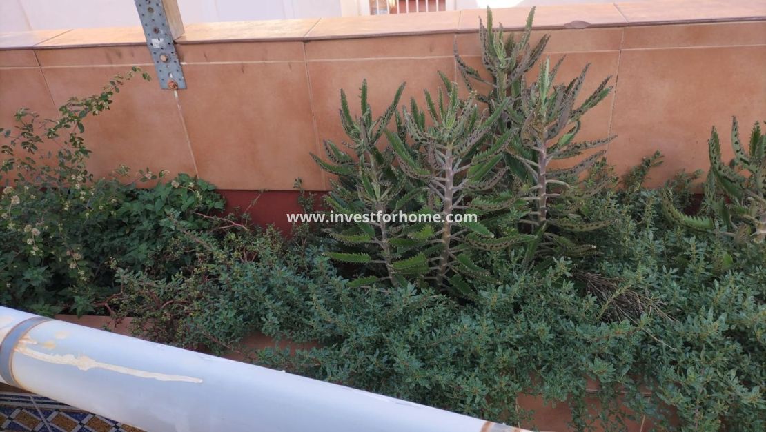 Sale - Apartment - Torrevieja - Torrelamata - La Mata