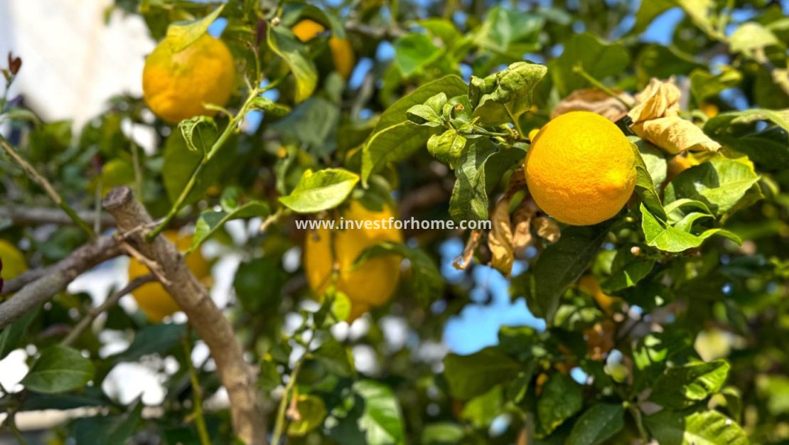 Sale - Villa - Orihuela Costa - Costa Blanca