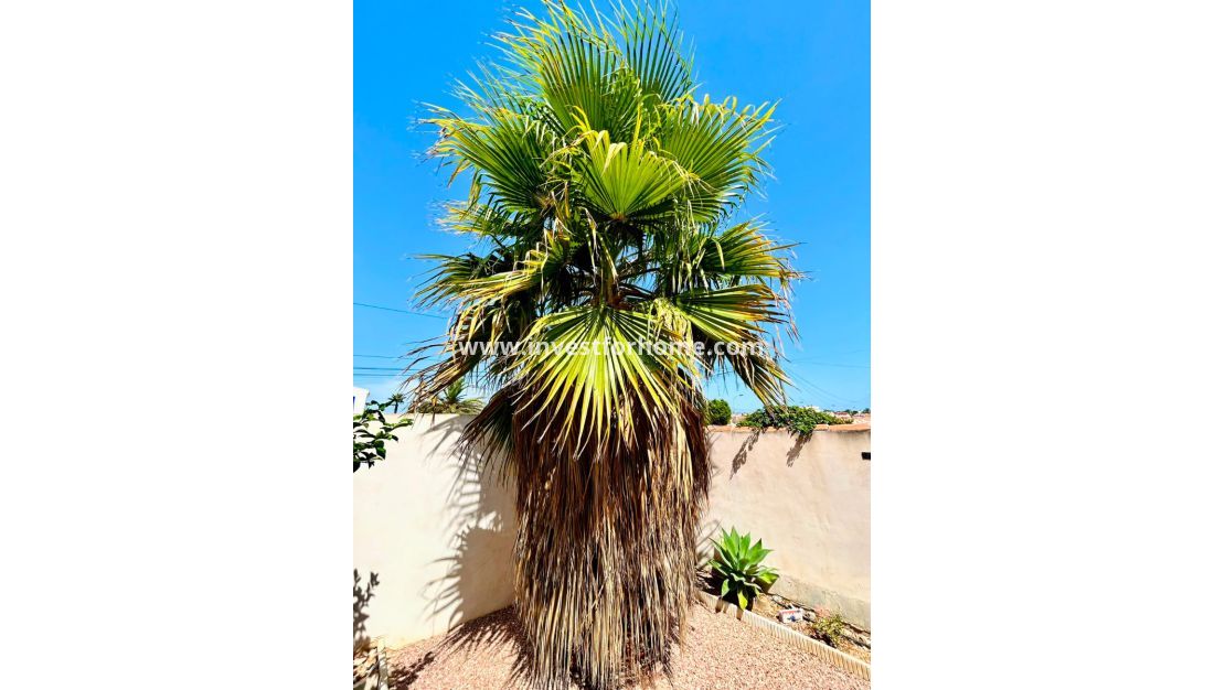 Sale - Villa - Torrevieja - Costa Blanca