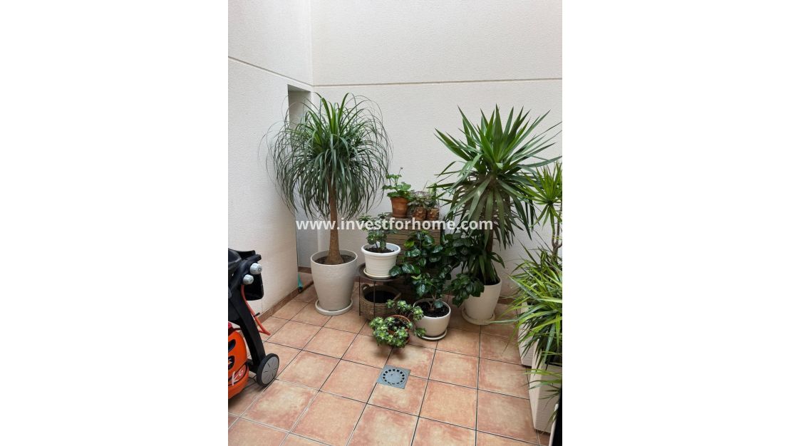 Vente - Maison - Torrevieja - Punta prima