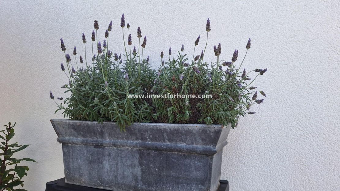 Vente - Villa - Torrevieja - Los Balcones - Los Altos Del Edén