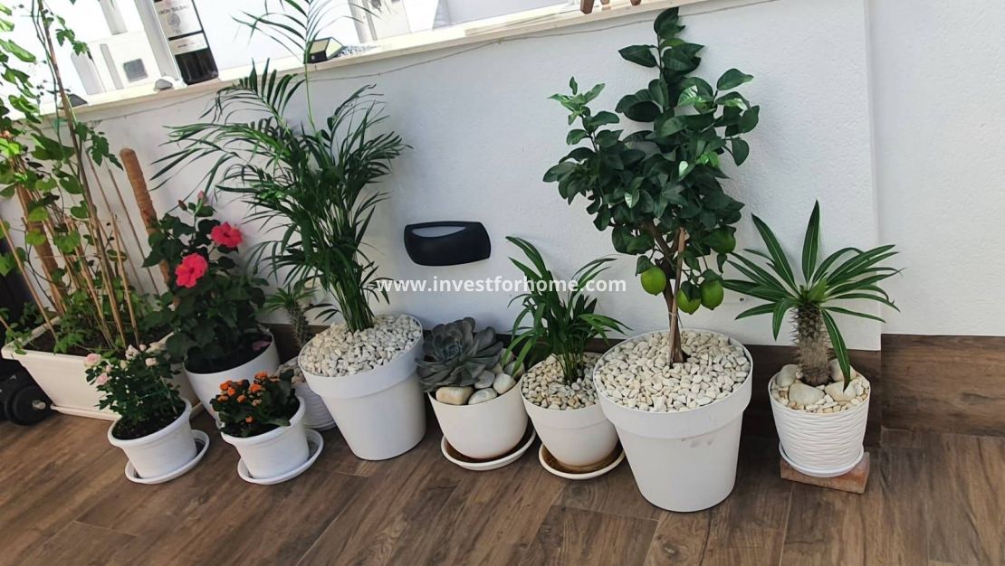 Verkoop - Villa - San Pedro del Pinatar - Centro